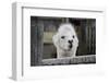 Smiling Alpaca-Jen C-Framed Photographic Print