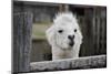 Smiling Alpaca-Jen C-Mounted Photographic Print