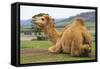 Smiling Camel-Incredi-Framed Stretched Canvas