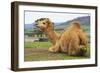 Smiling Camel-Incredi-Framed Giclee Print
