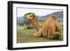 Smiling Camel-Incredi-Framed Giclee Print