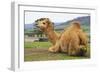 Smiling Camel-Incredi-Framed Giclee Print