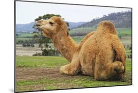 Smiling Camel-Incredi-Mounted Giclee Print