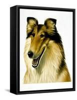 Smiling Colli-Harro Maass-Framed Stretched Canvas