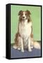 Smiling Collie-null-Framed Stretched Canvas