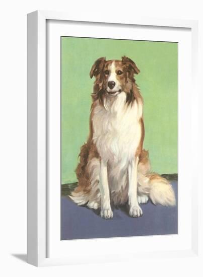 Smiling Collie-null-Framed Art Print