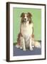 Smiling Collie-null-Framed Art Print