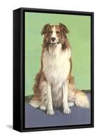 Smiling Collie-null-Framed Stretched Canvas