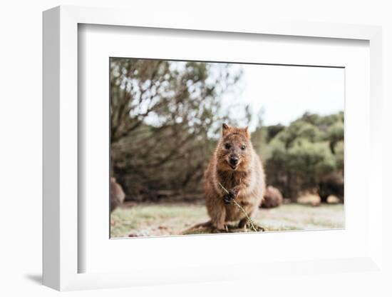 Smiling Quokka Posing for the Camera, Rottnest Island, Western Australia. Quokka - the Happiest Ani-Damian Lugowski-Framed Photographic Print