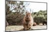 Smiling Quokka Posing for the Camera, Rottnest Island, Western Australia. Quokka - the Happiest Ani-Damian Lugowski-Mounted Photographic Print