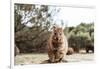 Smiling Quokka Posing for the Camera, Rottnest Island, Western Australia. Quokka - the Happiest Ani-Damian Lugowski-Framed Photographic Print