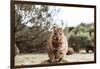 Smiling Quokka Posing for the Camera, Rottnest Island, Western Australia. Quokka - the Happiest Ani-Damian Lugowski-Framed Photographic Print