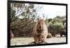 Smiling Quokka Posing for the Camera, Rottnest Island, Western Australia. Quokka - the Happiest Ani-Damian Lugowski-Framed Photographic Print