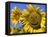 Smiling Sunflower-null-Framed Stretched Canvas