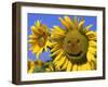 Smiling Sunflower-null-Framed Photographic Print