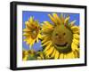 Smiling Sunflower-null-Framed Photographic Print