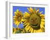 Smiling Sunflower-null-Framed Photographic Print