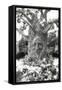 Smiling Tree-Giuseppe Torre-Framed Stretched Canvas