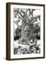 Smiling Tree-Giuseppe Torre-Framed Premium Photographic Print