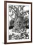 Smiling Tree-Giuseppe Torre-Framed Photographic Print