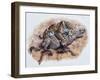 Smilodon (Dirk Sabertooth) Killing a Platygonus-null-Framed Art Print