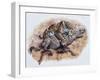 Smilodon (Dirk Sabertooth) Killing a Platygonus-null-Framed Art Print