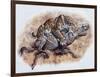 Smilodon (Dirk Sabertooth) Killing a Platygonus-null-Framed Art Print