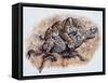 Smilodon (Dirk Sabertooth) Killing a Platygonus-null-Framed Stretched Canvas