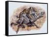 Smilodon (Dirk Sabertooth) Killing a Platygonus-null-Framed Stretched Canvas