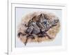 Smilodon (Dirk Sabertooth) Killing a Platygonus-null-Framed Art Print