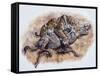 Smilodon (Dirk Sabertooth) Killing a Platygonus-null-Framed Stretched Canvas