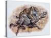 Smilodon (Dirk Sabertooth) Killing a Platygonus-null-Stretched Canvas
