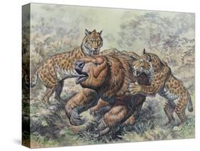 Smilodon Dirk-Toothed Cats Attacking a Glossotherium-null-Stretched Canvas