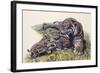 Smilodon Sabertooth Mother and Her Cubs-null-Framed Art Print