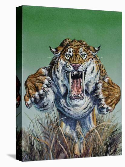 Smilodon Springing Forward at Viewer, Pleistocene Epoch-null-Stretched Canvas