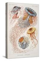 Smimthsonian Libraries: "Discomedusae" by Ernst Heinrich Philipp August Haeckel-null-Stretched Canvas