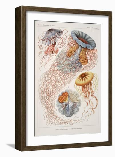 Smimthsonian Libraries: "Discomedusae" by Ernst Heinrich Philipp August Haeckel-null-Framed Art Print