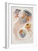 Smimthsonian Libraries: "Discomedusae" by Ernst Heinrich Philipp August Haeckel-null-Framed Art Print