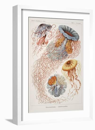 Smimthsonian Libraries: "Discomedusae" by Ernst Heinrich Philipp August Haeckel-null-Framed Art Print