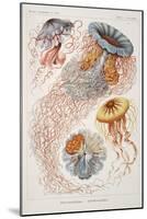 Smimthsonian Libraries: "Discomedusae" by Ernst Heinrich Philipp August Haeckel-null-Mounted Art Print