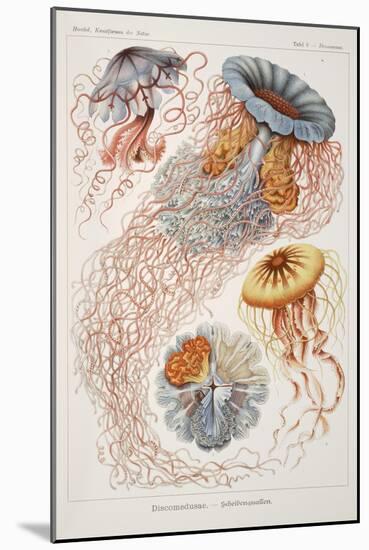 Smimthsonian Libraries: "Discomedusae" by Ernst Heinrich Philipp August Haeckel-null-Mounted Art Print