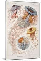 Smimthsonian Libraries: "Discomedusae" by Ernst Heinrich Philipp August Haeckel-null-Mounted Art Print