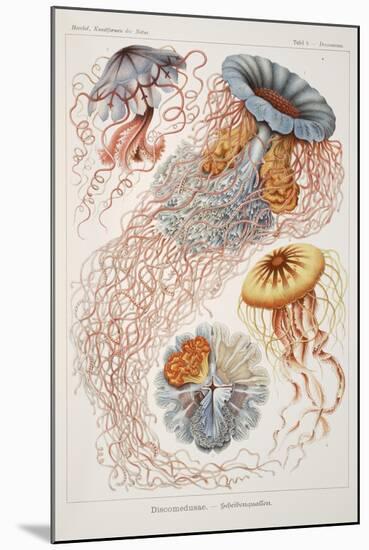 Smimthsonian Libraries: "Discomedusae" by Ernst Heinrich Philipp August Haeckel-null-Mounted Art Print