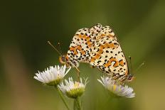 Balkan Fritillary Butterflies (Boloria Graeca) Mating, Djerdap National Park, Serbia, June 2009-Smit-Photographic Print