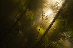 Summer Snowflake (Leucojum Aestivum) Flowers Silhouetted at Sunrise, Gornje Podunavlje Nr, Serbia-Smit-Stretched Canvas