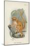 Smith's Dwarf-Lemur-null-Mounted Giclee Print