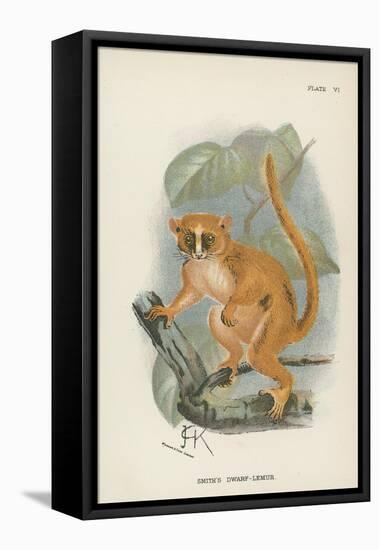 Smith's Dwarf-Lemur-null-Framed Stretched Canvas