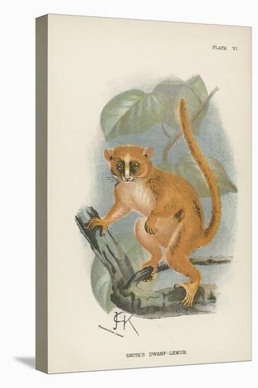 Smith's Dwarf-Lemur-null-Stretched Canvas