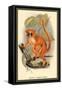 Smith's Dwarf-Lemur-Sir William Jardine-Framed Stretched Canvas