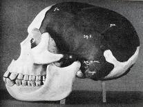 Model of the Skull of Piltdown Man (Eanothropus Dawson), 1914-Smith Woodward-Framed Stretched Canvas